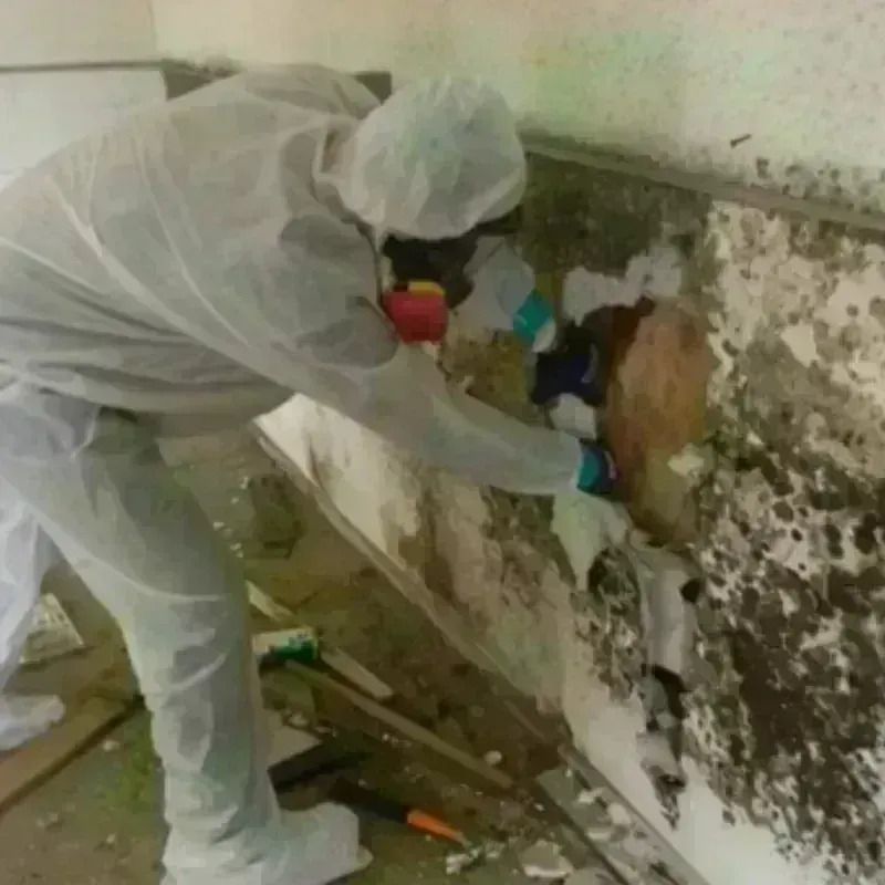 Mold Remediation and Removal in Media, PA